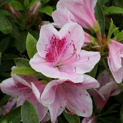 Azalea japonica 'Ho Oden'